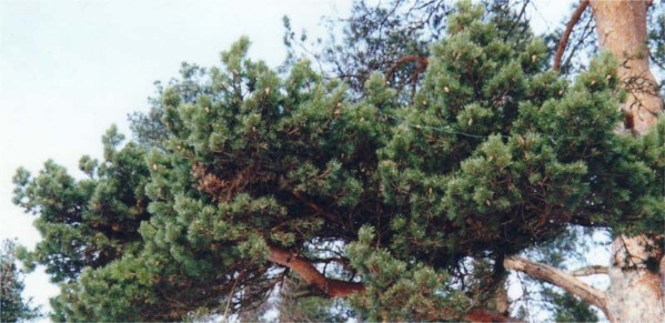 tuulenpesa.jpg